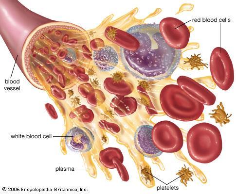 Alyuvarlar Dokulara kan taşımak için modifiye olmuş hücrelerdir Farklılaşma sırasında çekirdeklerini kaybederler Daha fazla hemoglobin ihtiva etmek için Kanatlı, balık ve sürüngenlerin