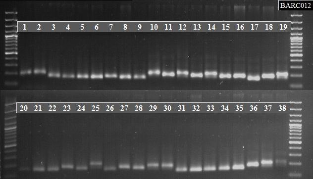 kullanılan SSR primerlerinden Barc012 ve Wmc596 ya ait örnekler