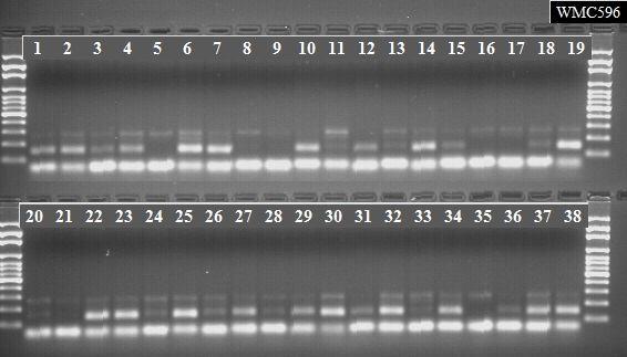 26 Şekil 4.5. Araştırmada kullanılan 38 genotipin Wmc596 primerine ait jel görüntüsü 4.2. Genetik Analizler Araştırmada kullanılan ekmeklik buğday genotiplerinin SSR primerleri ile her bir primer