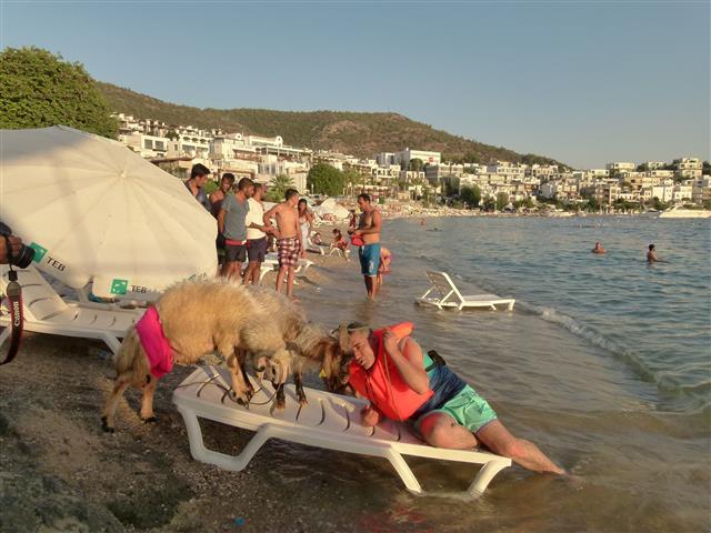 Kurbanlık hayvanları lüks yatın üstünde ve denize girerken gören vatandaşlar ve turistler ise