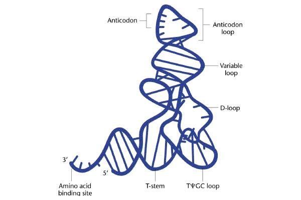 3-D Structure of