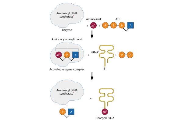 trna doğru aminoasiti tanımalıdır aminoacyl trna synthetases tarafından katalizlenir amino asitler aktive