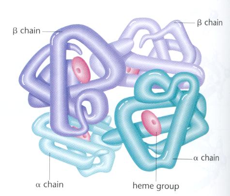 Quaternary Structure Birden çok polipeptit