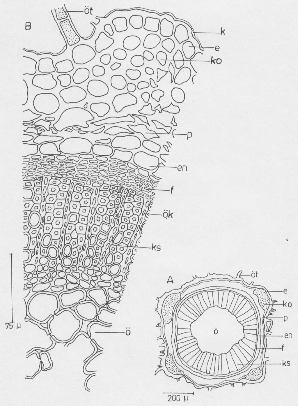 Anadolu University Journal of Science and Technology, 8 (1) 173 Şekil 10. T.longicaulis subsp.