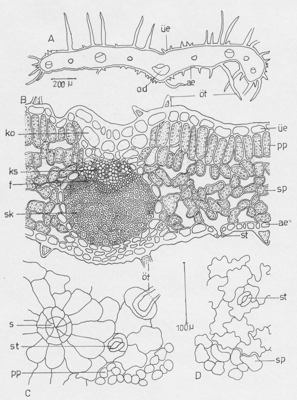 174 Anadolu Üniversitesi Bilim ve Teknoloji Dergisi, 8(1) Şekil 11. T.longicaulis subsp.