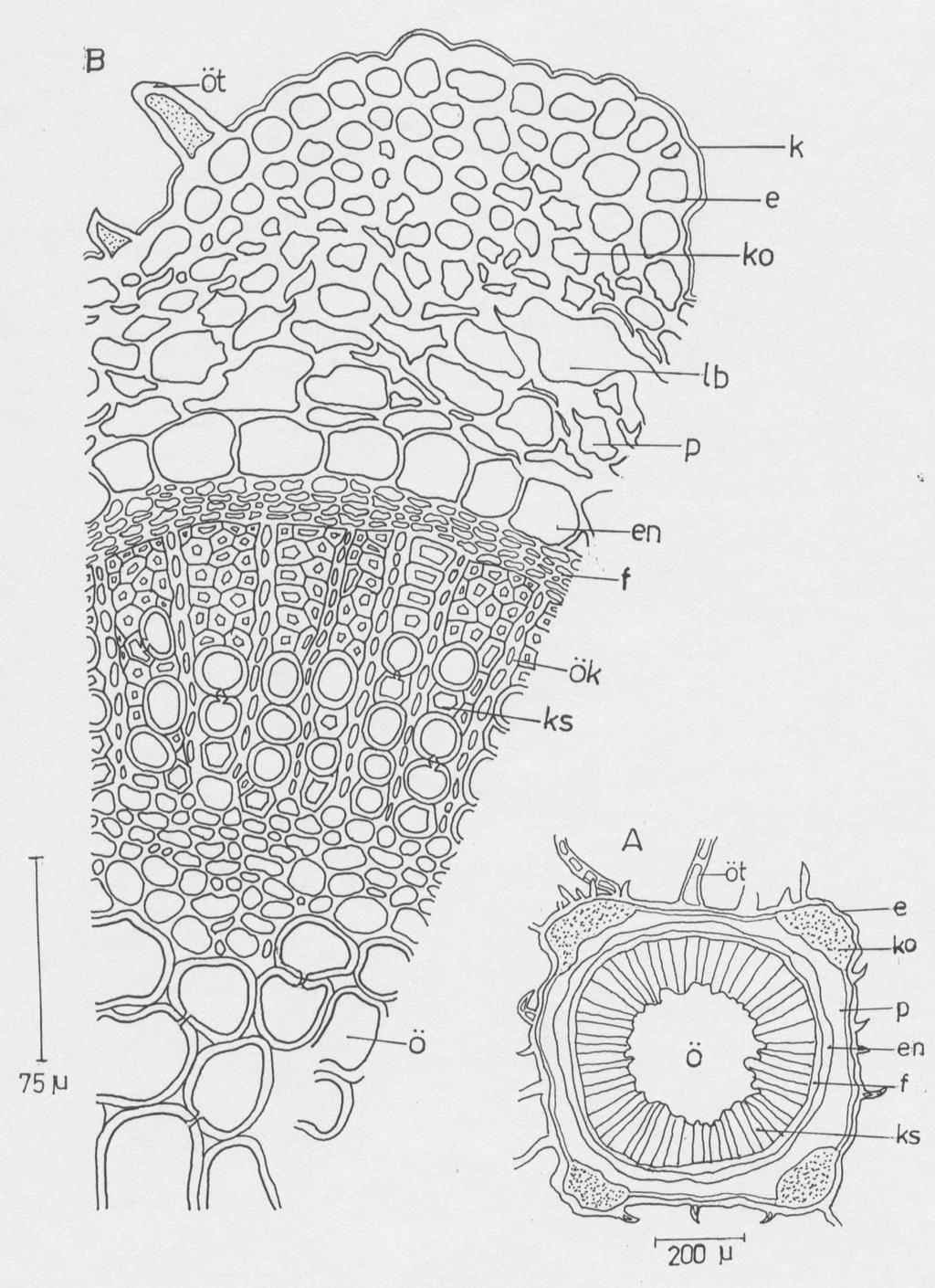 176 Anadolu Üniversitesi Bilim ve Teknoloji Dergisi, 8(1) Şekil 13. T.longicaulis subsp.