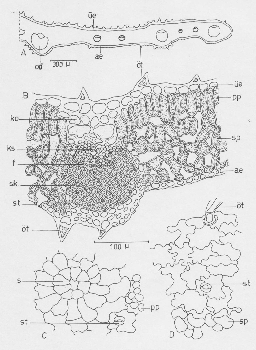 Anadolu University Journal of Science and Technology, 8 (1) 177 Şekil 14. T.longicaulis subsp.