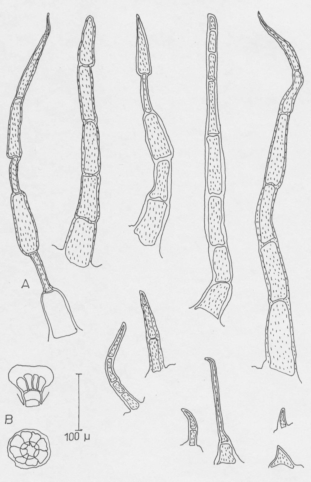 178 Anadolu Üniversitesi Bilim ve Teknoloji Dergisi, 8(1) Şekil 15. T.longicaulis subsp.