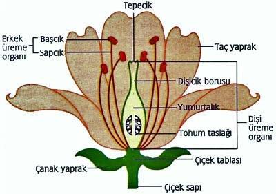 Gerçek b 㟀 r ç 㟀 çek yapısı ve tohum taslaklarına sah 㟀 pt 㟀 rler. Tohum yapıları ovaryum 㟀 le örtülüdür. Kapalı tohumlu b 㟀 tk 㟀 lerde kök, gövde ve yaprak kısımları bulunmaktadır.