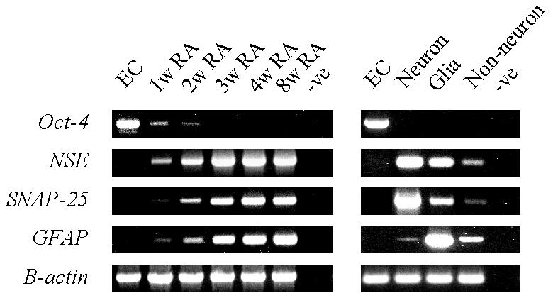 Reverse transcription (RT)- PCR For rare message