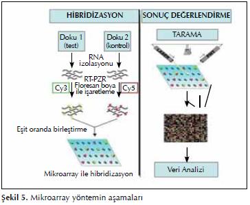 Mikroçip teknolojisinin temeli moleküler hibridizasyondur.