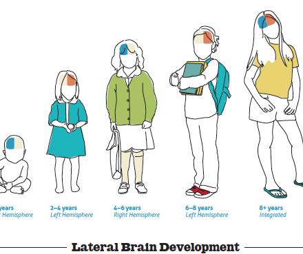 Beyin gelişimi Beyin yarımkürelerinin