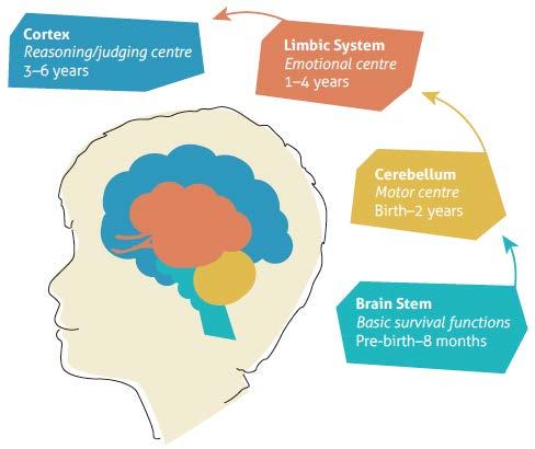 Beyin gelişimi İlkel sürüngen beyin, fetüsta ilk üç ayda gelişir Limbik beyin ikinci üç ayda gelişir, 4 yaşına kadar gelişimi devam eder Neokorteks son üç ayda gelişmeye