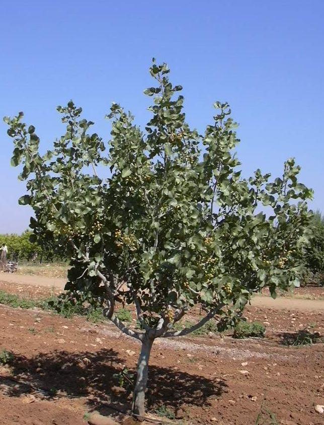 Yukarıdan da anlaşılacağı üzere çeşitlerin çiçek açarak meyveye yatma süreleri birbirlerinden farklıdır.