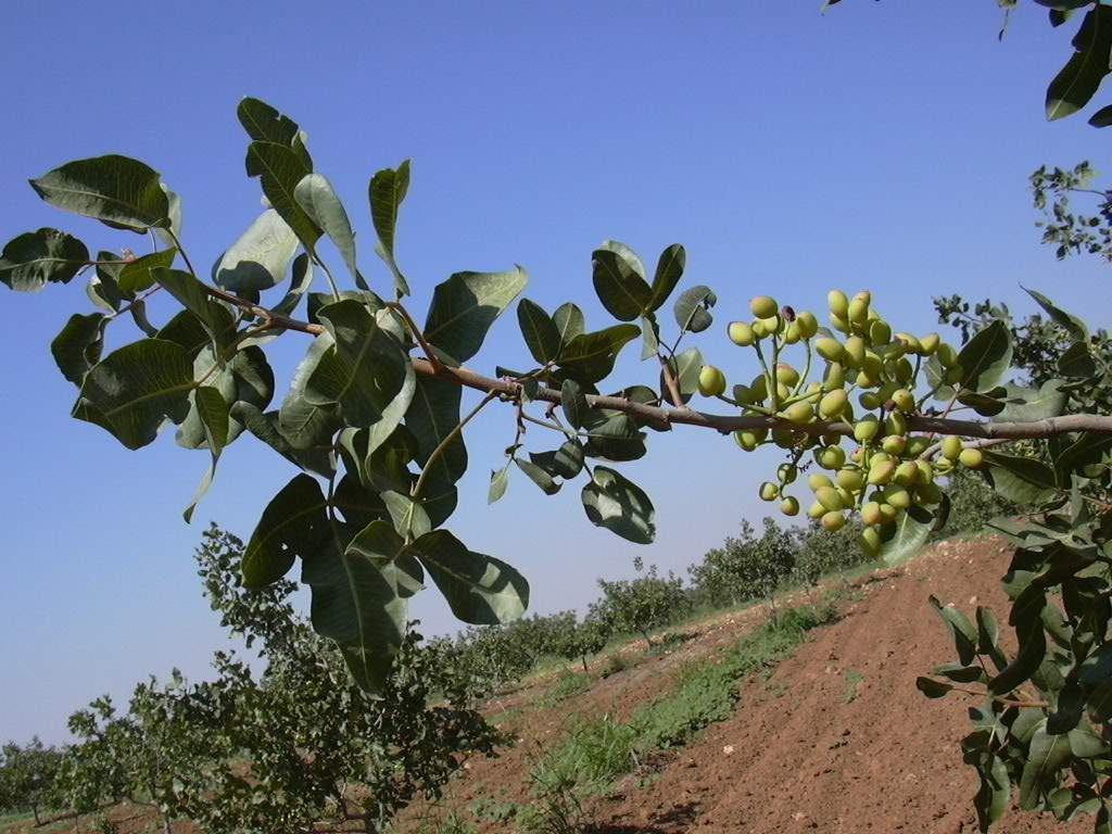 Şekil 32. Ohadi antepfıstığı çeşidinde ağaç gelişimi. Şekil 33.