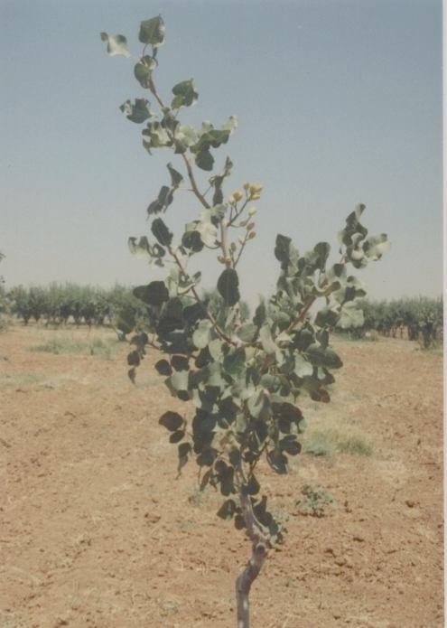 Şekil 46. Siirt antepfıstığı çeşidinde ilk meyve verdiği yıldaki ağaç gelişimi. 4. SONUÇ Dış ticarette oldukça aranan bir meyve türü olan antepfıstığı üretiminde Ülkemiz İran ve A.B.D. nin ardından 3.
