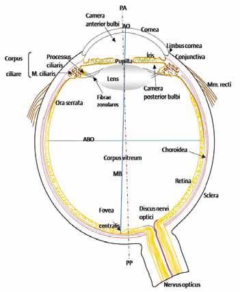Resim 1: Gözün anatomik görünümü 2. 1. 1. Göz Ön Segment Anatomisi Göz anatomik olarak, ön ve arka segment olarak ikiye ayrılır.