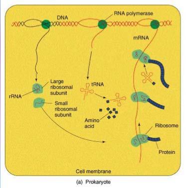 Prokaryotlarda protein sentezinin kontrolü Prokaryotlarda protein sentezinin kontrolü, genellikle transkripsiyon düzeyinde ve daha az olarak translasyon düzeyinde olur.