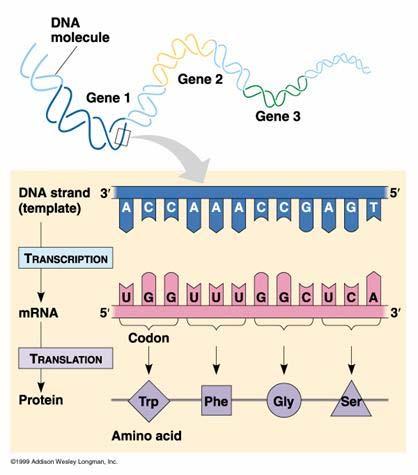 1. TRANSKRİPSİYON DNA nın belli bölgelerinden genetik bilgi, kopyalanarak RNA moleküllerine aktarılır.