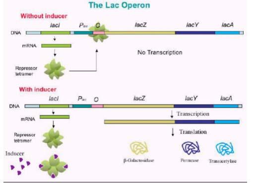 Yapısal genler laci Geninin Kodladığı Protein Lac Operonunun Promotorundaki operatör bölgeye bağlanır. Lacl, Lac repressor protein olarak da bilinir.