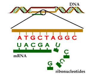 TRANSKRİPSİYON Transkripsiyon, DNA da saklanan genetik bilgilerin bir RNA