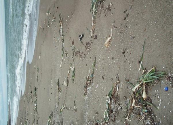 Sağdaki fotoğrafta dalga etkinliğine maruz kalmış kum zambakları açık şekilde görülmektedir (Foto. S. Akkurt). Fotoğraf 12.