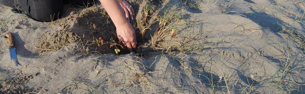 Meral Avcı Çok kuvvetli bir seçici etki olan kuma gömülme durumuna bitkilerden bazıları uyum gösterebilir ve diğerleri bu alanlarda yayılış gösteremezler.