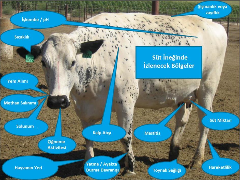 20 Şekil 3.10. Süt ineğinde izlenecek bölgeler Bu amaçla kullanılan başlıca hassas tarım teknolojileri aşağıda anlatılmıştır. 3.3.1. Mastitis Tespit Cihazları Mastitis, özellikle büyükbaş hayvanlarda, sütün nitelik ve niceliğini önemli ölçüde etkiler.