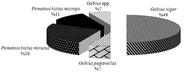Körfezde dağılım gösteren diğer bir tür G. paganellus olup çalışmada 2.30-2.50 mm arasındaki bireylere rastlanmıştır. Vücut ince uzundur.