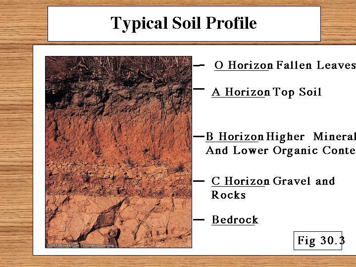 Tipik bir toprak profili O Horizonu-düşmüş yapraklar A Horizonu-üst toprak B