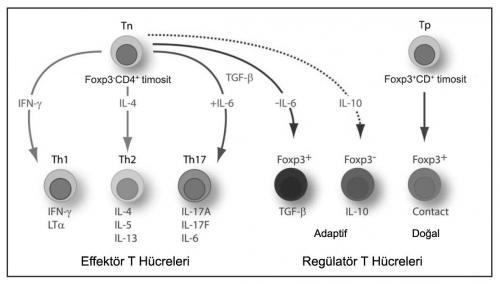 t Regülatuvar T hücreleri ve Th17 hücreleri son yıllarda tanımlanmış olup allerjik ve otoimmun hastalıklarda kritik rol oynadıkları düşünülmektedir.