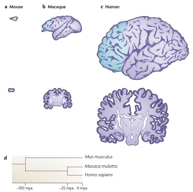 Brain Evolution and