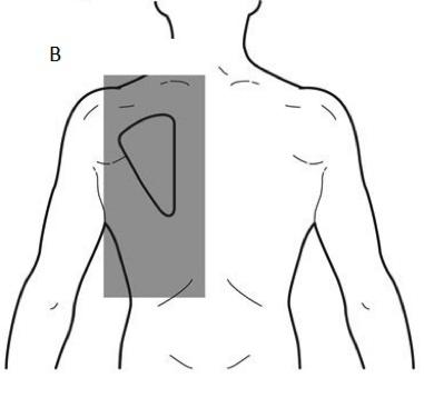 Akciğerlerle her iki taraftan sarılan, arkada özefagus, aorta descendens, ductustorasikus ve kolumnavertebralisile, önde sternum ve kostalarla, aşağıda diyafragma, üstte kalpten çıkan ve kalbe giren