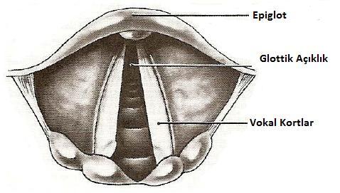 Larengeal boģluk epiglottan krikoid kıkırdağın alt sınırına kadar uzanır. Larinks in giriģi epiglot trafından oluģturulur.