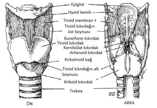 Larinks, servikal 3 ve 6. vertebralar hizasında uzanır. Fonasyon organı olarak ve mide içeriğinden alt hava yollarını koruyan bir kapak olarak görev yapar.