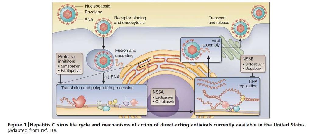 anti HCV