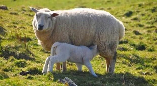 Kuran-ı Kerim'de ismi geçen hayvanlar KOYUN- "(Dişi ve erkek olarak) sekiz eş yarattı: Koyundan iki, keçiden iki.
