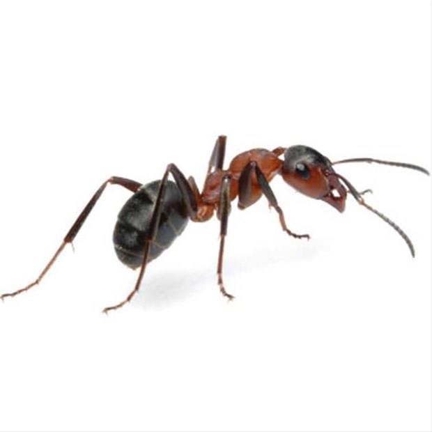 KARINCA- "Nihayet Karınca vâdisine geldikleri zaman, bir karınca: Ey karıncalar!