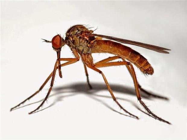 SİVRİSİNEK- "Şüphesiz Allah (hakkı açıklamak için) sivrisinek ve onun da ötesinde bir varlığı misal getirmekten çekinmez.