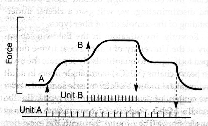 Increase of Force Output by Increasing Motor Unit