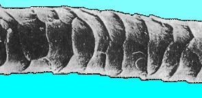 Balık pullarına benzer görünüştedir. Bu tabaka, düz ve düzensiz pullardan oluşmuştur (Resim 2.4). Korteks tabakası: Lifin esas yapısını, ortalama % 90 ını oluşturur.