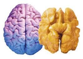 Gümüş iyonuna ihtiyaç duyan tek organımız beyindir.