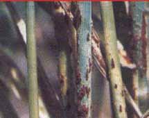 Buğdayda Kara Pas (Puccinia graminis tritici) Hastalık Belirtisi Buğdayın yaprak, sap ve başaklarında görülen bir hastalıktır.