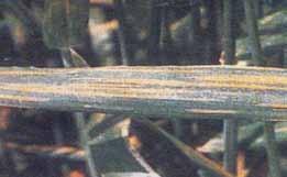 Buğdayda Sarı Pas (Puccinia striiformis)