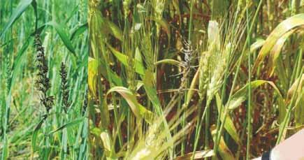 RASTIK HASTALIKLARI Buğday Rastığı (Ustilago nuda var. tritici Schaffn.