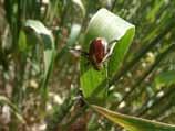 EKİN BAMBUL BÖCEĞİ (Anisoplia spp.) Tanımı Ekin bambul böceği, 10-15 mm boyunda, genellikle baş siyah, vücudu metalik kahverengi renktedir.
