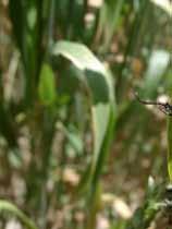 m 2 de 3-4 adet bambul olduğunda ekonomik zarara neden olur. Zararlı Olduğu Bitkiler Başta buğday, arpa, yulaf ve çavdar da beslenir.