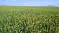 BUĞDAY YETİŞTİRİCİLİĞİ Buğday insan beslenmesinde kullanılan kültür bitkileri arasında dünyada ekiliş ve üretim bakımından ilk sırada yer almaktadır.