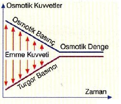 TURGOR BASINCI: Hücre içindeki suyun hücre çeperine yaptığı basınca TURGOR BASINCI denir. Turgor durumundaki bir hücrenin turgor basıncı maksimumdur. Su miktarı arttıkça turgor basıncı artar.