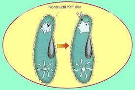 Tatlı sularda yaşayan tek hücreli canlılar yaşamlarına devam etmek için suyu aktif taşıma ile dışarı atmak zorundadır.